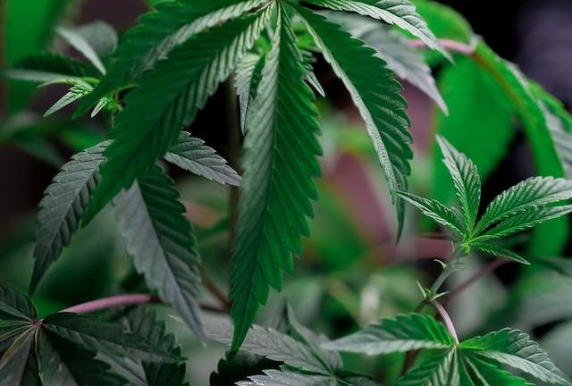 Le Guide Ultime du Cannabis : Une Introduction à la Médecine Naturelle